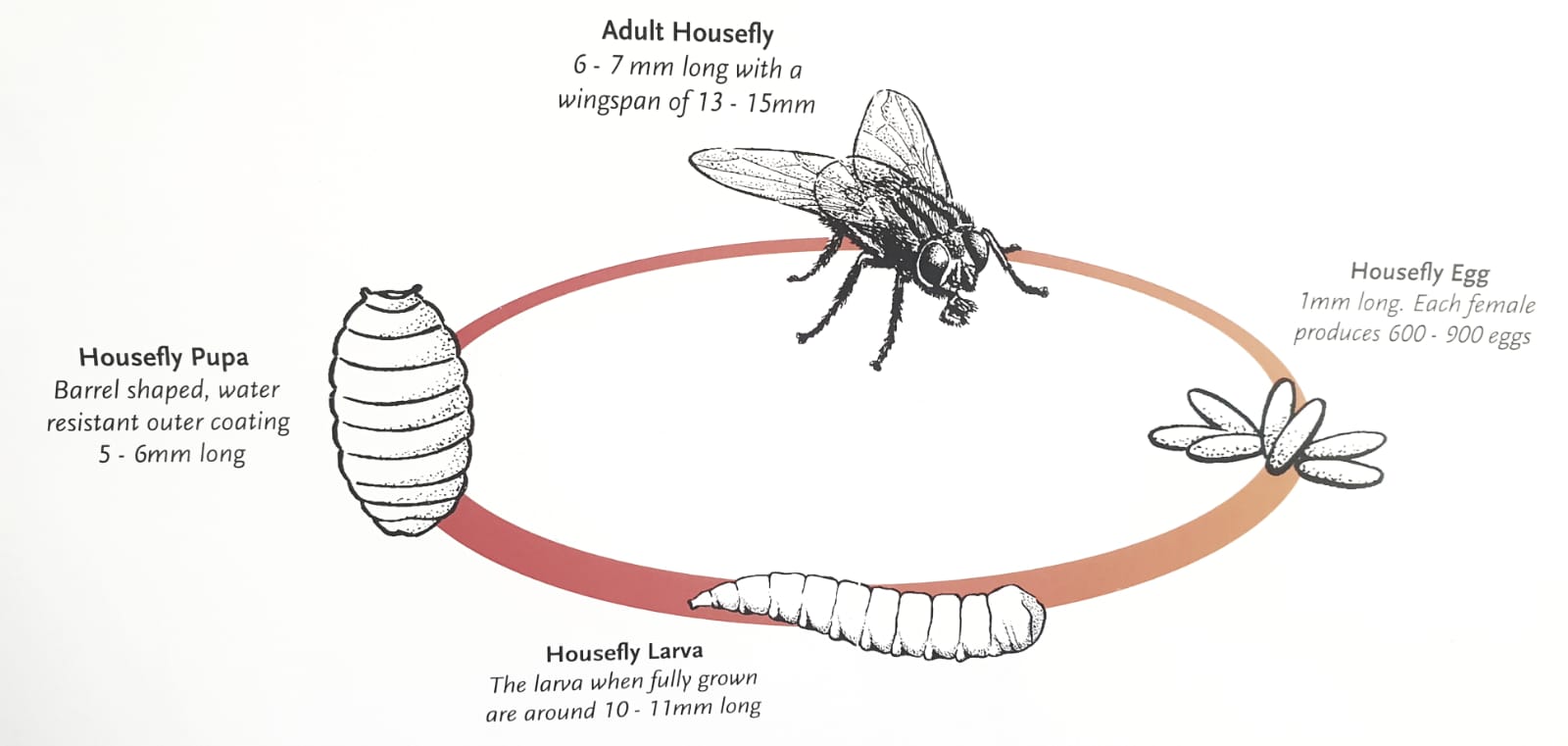 Fly Life Cycle Chart